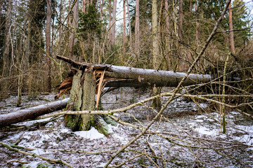 Fototapeta na wymiar Storm broken trees in the forest in winter. Storm damage in the forest. Selective focus