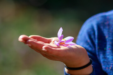 Saffron flower in hand. Crocus flower in male hand. Saffron Harvest.