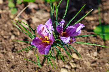 spring crocus flowers