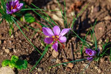 Spring crocus flowers.  Purple crocus in field. Saffron flower in nature. Top view crocus flower.