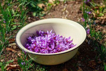 Crocus flower in bowl. Saffron Harvest. Saffron flower in metallic bowl.