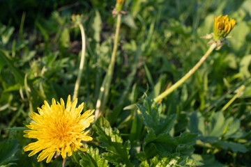Yellow dandelions in a green grass, close-up. View of dandelion flowers for poster, calendar, post, screensaver, wallpaper, postcard, card, banner, cover, website. High quality photo