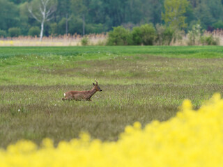 Reh, Capreolus capreolus,