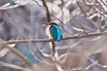 今日も飛び込む翡翠