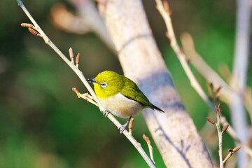 春を待つメジロ