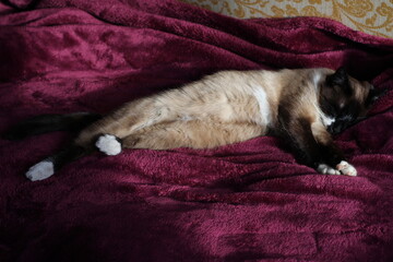 Sleeping Siamese Cat Fluffy Fur and Whiskers Kitten on Purple Blanket with Cute Paws Pads and Whiskers
