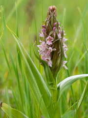 Fleischfarbenes Knabenkraut, Dactylorhiza incarnata