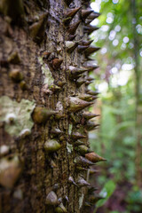 Big thorns on a tree. At Amacayacu natural national park, Amazon, Colombia.