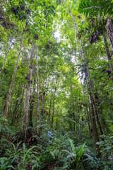 Trek at Amacayacu natural national park, Amazon, Colombia.