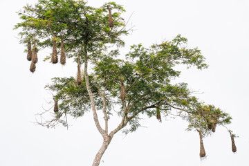 Nests of orpendola at Amacayacu natural national park, Amazon, Colombia.