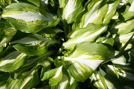 Variegated green white hosta leaves. Fragrant plantain lily. The horizontal summer background of hosta plantaginea bush for branding, calendar, card, banner, cover, poster, post, website