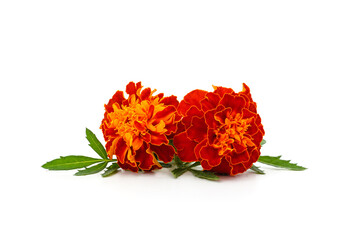 Two orange marigold.