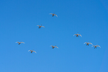 青空を飛ぶ白鳥の群れ
