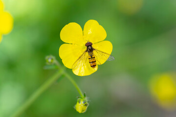 Hover fly Episyrphus baleatus foraging on flower