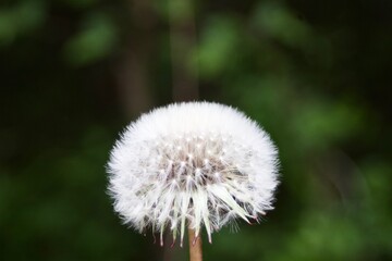 Dente di leone  © Giulia