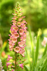 Fingerhut, Digitalis purpurea,