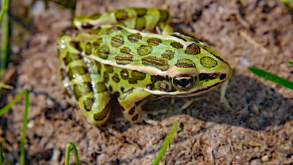 Close-up of a northern leopard frog sitting in the warm sunlight on the sandy ground.
