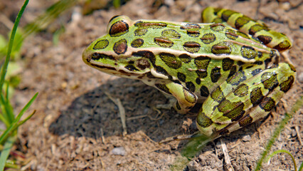 Close-up of a northern leopard frog sitting in the warm sunlight on the sandy ground.