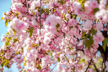 sakura blooms. sakura flowers in the sun on a warm spring day. beautiful nature background.