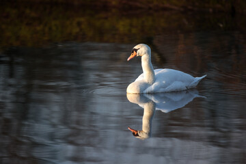 Schwan im Morgenlicht