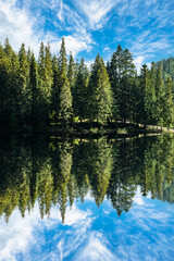 coniferous forest is reflected in a clear lake with a blue sky on a summer day. Vertical photo. spruce