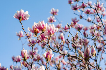 magnolia blooms. beautiful magnolias bloom in the garden on a spring day amidst the blue sky.