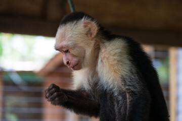 White-Faced or Capuchin Monkey (Cebus capucinus)