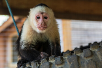 White-Faced or Capuchin Monkey (Cebus capucinus)