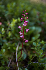 purple flowers growing in the Altai mountains