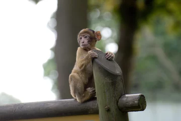 Zelfklevend Fotobehang A closeup of a small monkey sitting on a post at a zoo in the UK © John Clayton/Wirestock