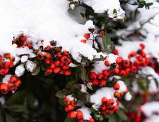 Beautiful red holly berries on branches of cornuta in the snow winter season in the garden outdoors. Red holly bush with beautiful red berries and green leaves, berries for decoration on tree. Beautif