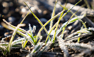 Hoarfrost covers the first stalks of wheat on the field in the rays of the sun