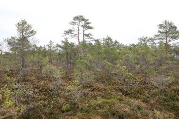 Obraz na płótnie Canvas Nature landscape of swamp forest pine trees.