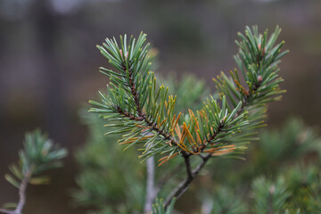 Green pine tree close up details.