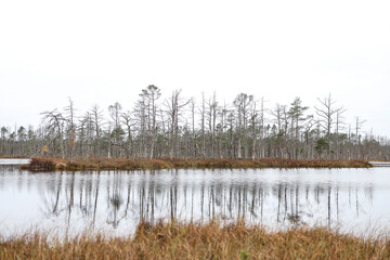 Beautiful nature view of swamp in the middle of old forest.