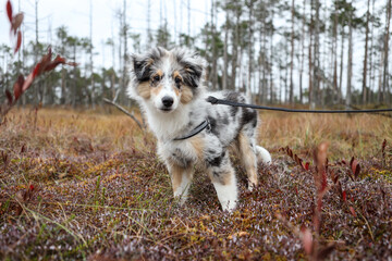 Blue merle shetland sheepdog puppy on a nature background.