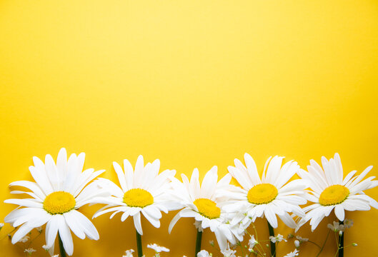 Flowers composition. Chamomile flowers on yellow background. Spring, summer concept. top view, copy space