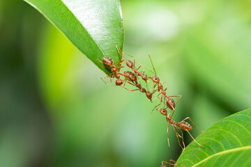 Ant action standing. Ant bridge unity team, Concept team work together.