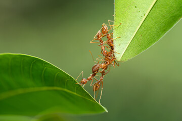 Ant action standing. Ant bridge unity team, Concept team work together.