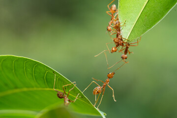 Ant action standing. Ant bridge unity team, Concept team work together.