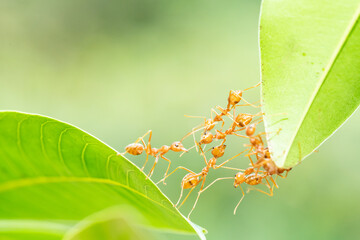 Ant action standing. Ant bridge unity team, Concept team work together.