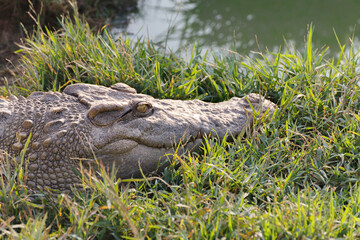 hungry wildlife crocodile hidden in the grass for hunting prey near the river.