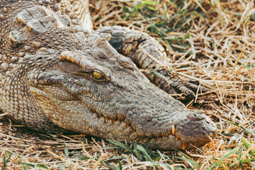 hungry wildlife crocodile hidden in the grass for hunting prey near the river.