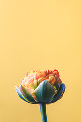 tulip flower on beige background. Flat lay, top view floral festive holiday concept. place for your...