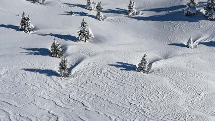 winter landscapes and beauties of nature, trees, snow patterns