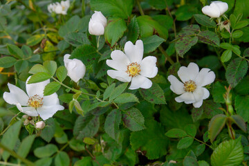 Dog rose white flowers