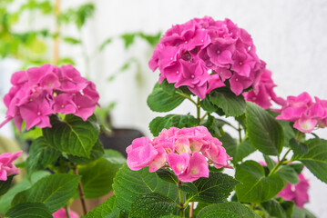Close up for purple hydrangea with water drops