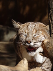 lynx in the zoo