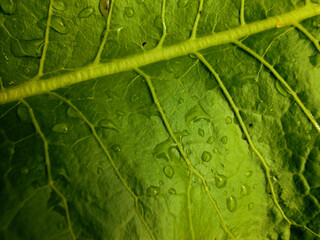 background texture green leaf. It is macro photo of green leaf. 
Close up view of green natural leaf 