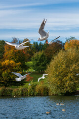 Fototapeta premium seagulls flying
